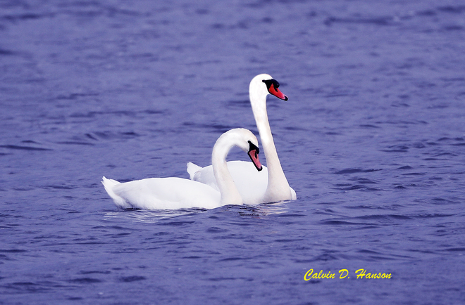 New Pair of Mute Swans arrive South Stormont, ON