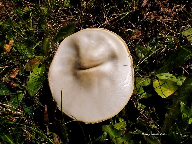 Un large sourire pour ce champignon ! St-André de Kamouraska