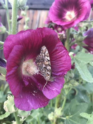 Butterfly resting Spruce Grove, Alberta, CA