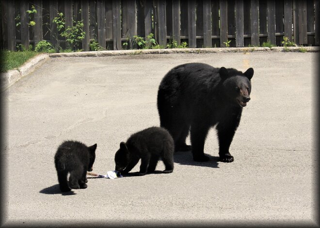 Three bears came a-calling. Timmins, ON