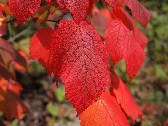 Fall colors Ontario, Canada