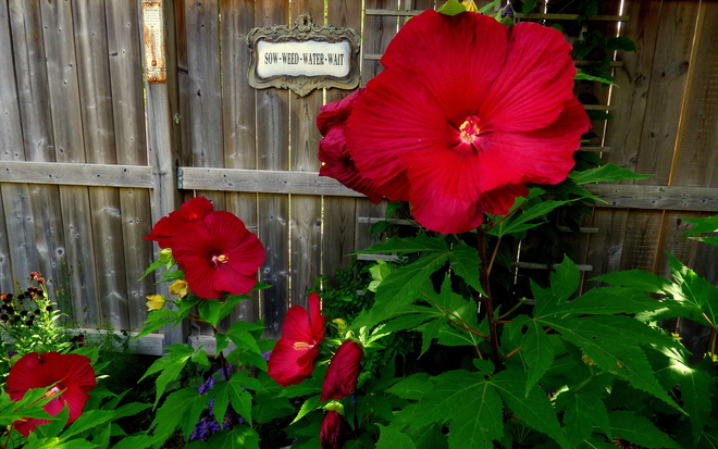 HIBISCUS ON STEROIDS (NOT REALLY)..... London, ON