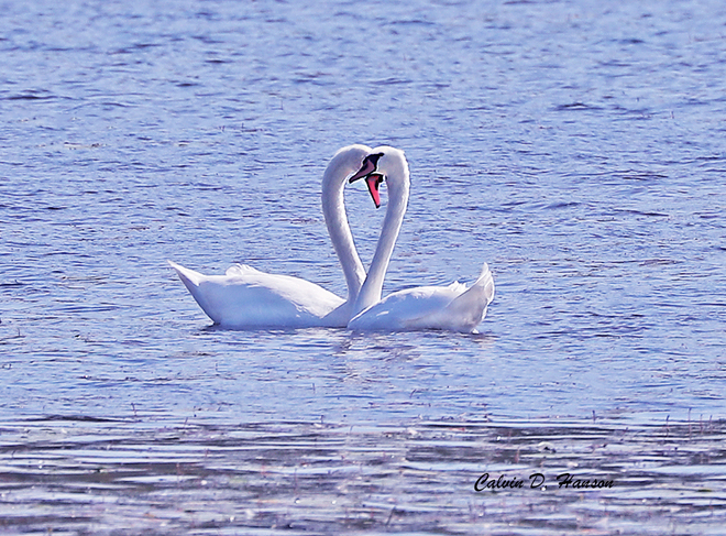 Another Mute Swan pair South Stormont, ON
