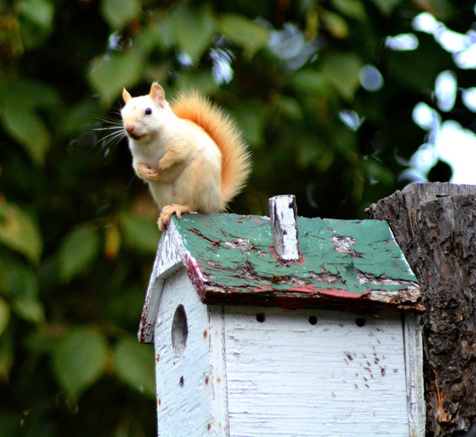 Our White Squirrel Blind Bay, BC