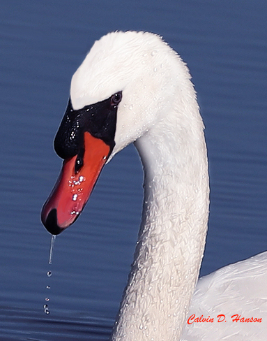 Macro view of a male Mute Swan South Stormont, ON