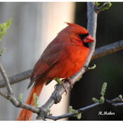 Cardinal..