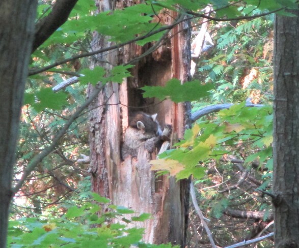 Raccoon sleeping in a tree Batawa Ski Hill, 99 Ski Club Ln, Batawa, ON K0K 1E0, Canada