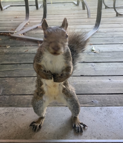 Whereâ€™s my nuts?? Oakville, Ontario, CA