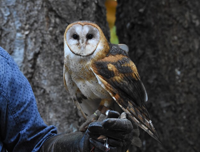 Barn Owl Duncan, BC