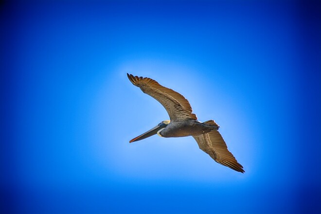 brown pelican tampa bay, florida, usa Tampa Bay, Florida, USA