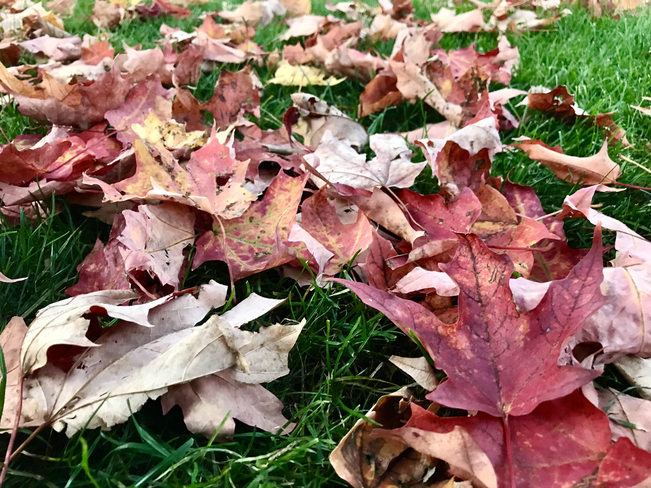 Autumn Leaves Unionville, Ontario, CA