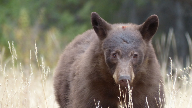 Bear Grand Forks, BC