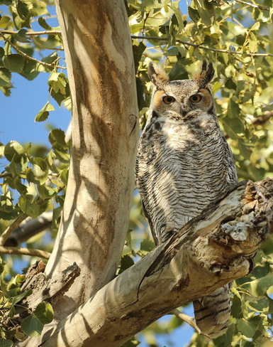 Great horned owl Burstall, SK