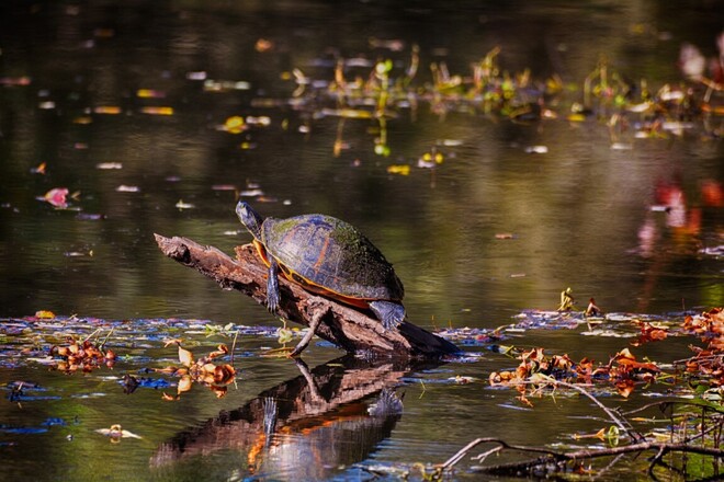 turtle sunning himself Tampa Bay, Florida, USA Tampa Bay, Florida, USA