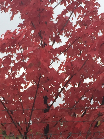 Red maples Orillia, Ontario, CA
