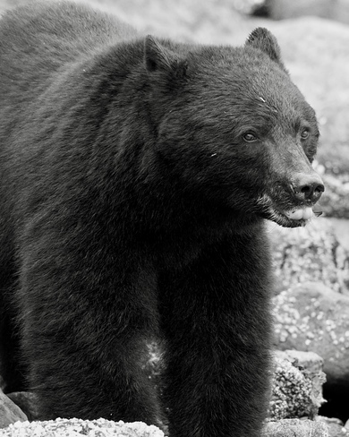 BLACK BEAR Tofino, BC