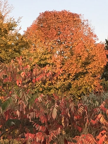 Stunning fall Etobicoke, Ontario, CA