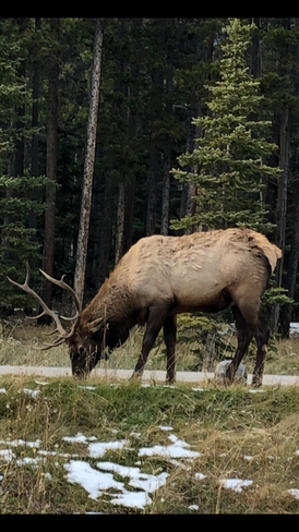 Elk Banff, Alberta, CA