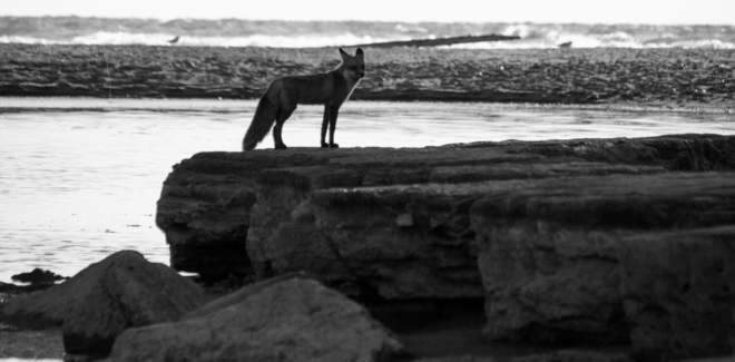 Fox at Rouge Beach Park Rouge Beach, Toronto, ON