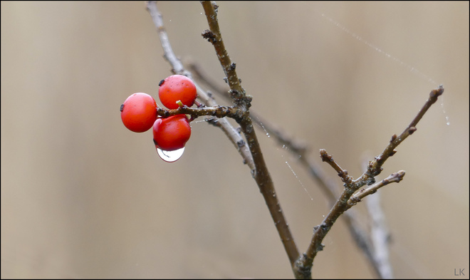 Wet berries, Elliot Lake. Elliot Lake, ON