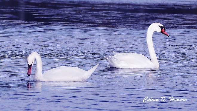 Mute Swans on Thanksgiving Day South Stormont, ON