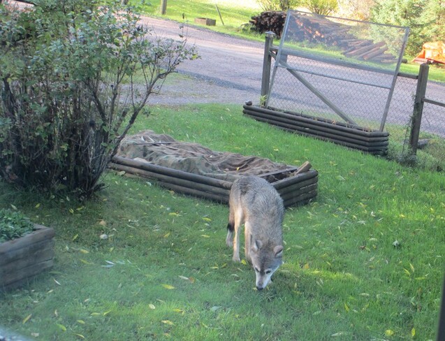 Timber Wolf in my Yard Redditt, Ontario