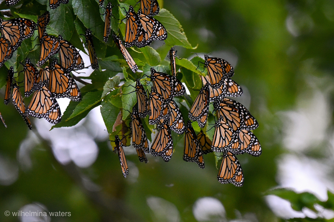 Monarch migration. Point Pelee, Ontario, CA