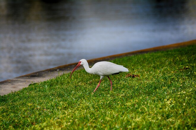 American white ibis tampa bay, florida, usa Tampa Bay, Florida, USA