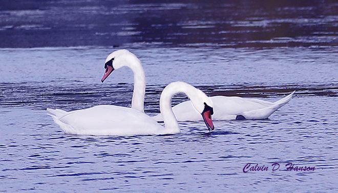 Mute Swans South Stormont, ON