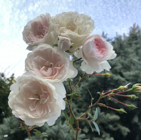 Roses Mississauga, ON