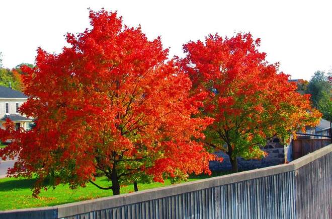 Fall Colours!! Cambridge, ON