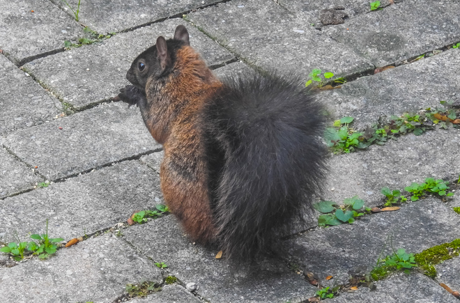 Unusual squirrel Waterloo, ON