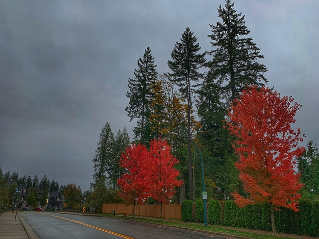 Rainy fall day Coquitlam, British Columbia, CA