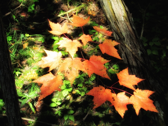 Fall Leaves Oro-Medonte, ON