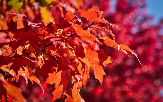 Couleur d'automne Casselman, Ontario