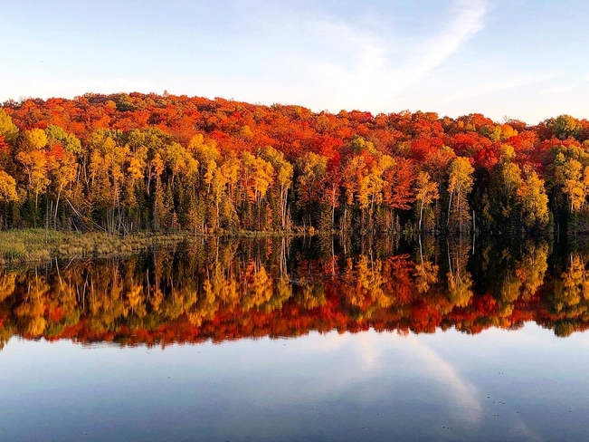 Fall colors Faraday, Ontario, CA