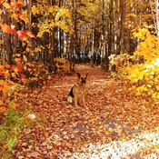 Balade d&#39;automne avec mon gros loup ðŸ˜