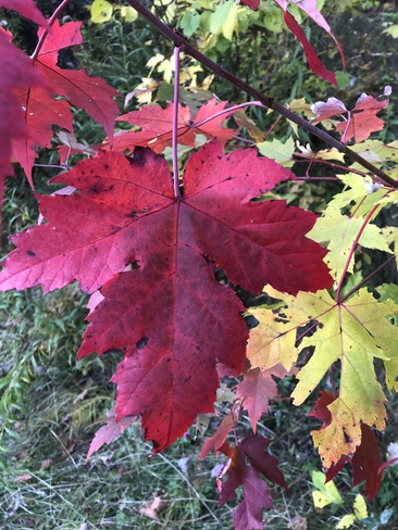 Autumn leafs Saint-Faustin--Lac-Carré, Quebec, CA
