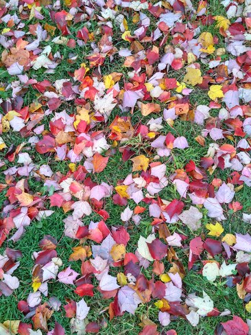 tapis de feuilles Longueuil, QC