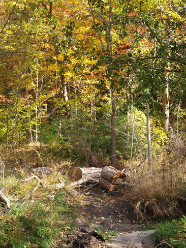 Wilket Creek Recreational Trail Wilket Creek Recreational Trail, Toronto, ON