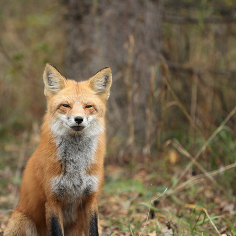 Fuzzy Fox Prince Albert National Park, SK