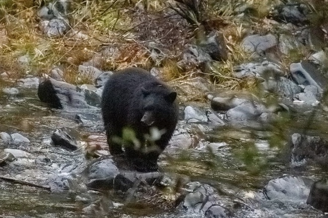 black Bear at sooke potholes Sooke, BC