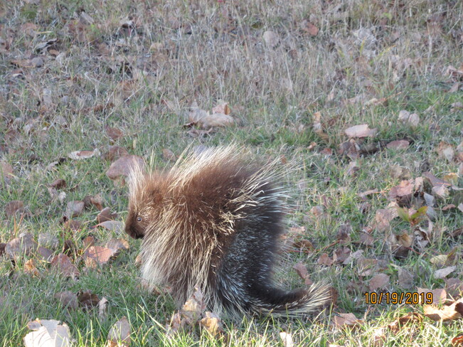 A Porcupine In Our Back Yard Kenabeek, ON