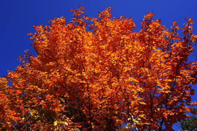 Fall colors Orono, ON
