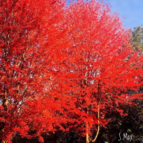 October Reds photo by Max Exposure Photography 2019 Toronto, Ontario, CA