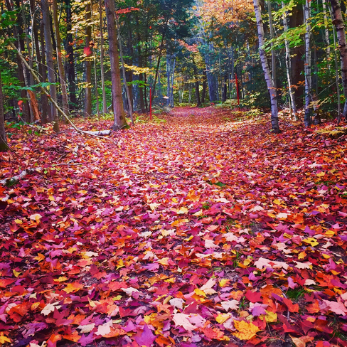 St-Antoine-AbbÃ©, un tapis de feuilles. Salaberry-de-Valleyfield, Québec, CA