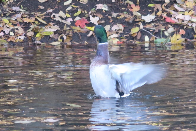 Mallard Ducks London, ON