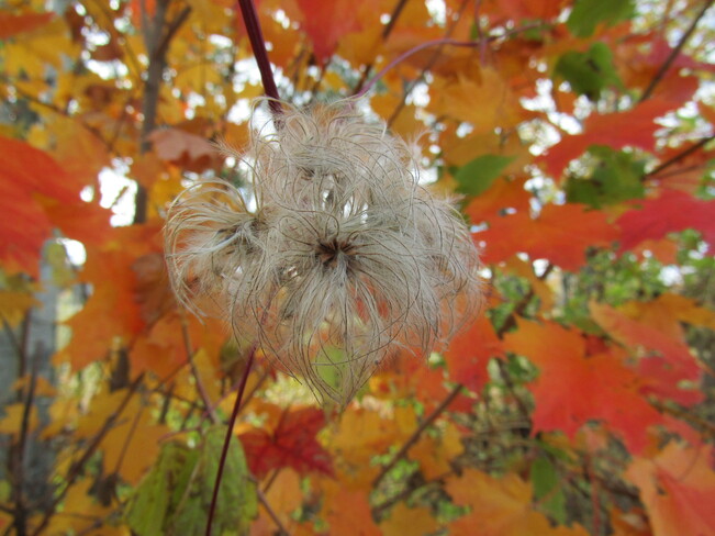 Soft and fluffy seeds Renfrew, Ontario