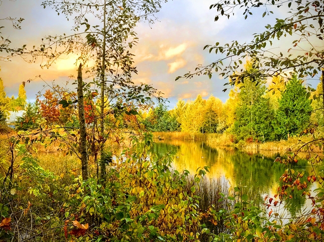 Autumn View Surrey, British Columbia, CA