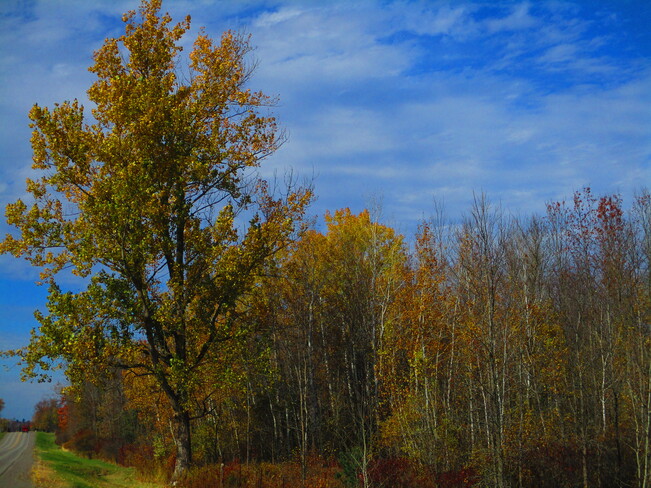 A few coloured leaves are still on these trees 6859 County Rd 6, Brockville, ON K6V 5T5, Canada